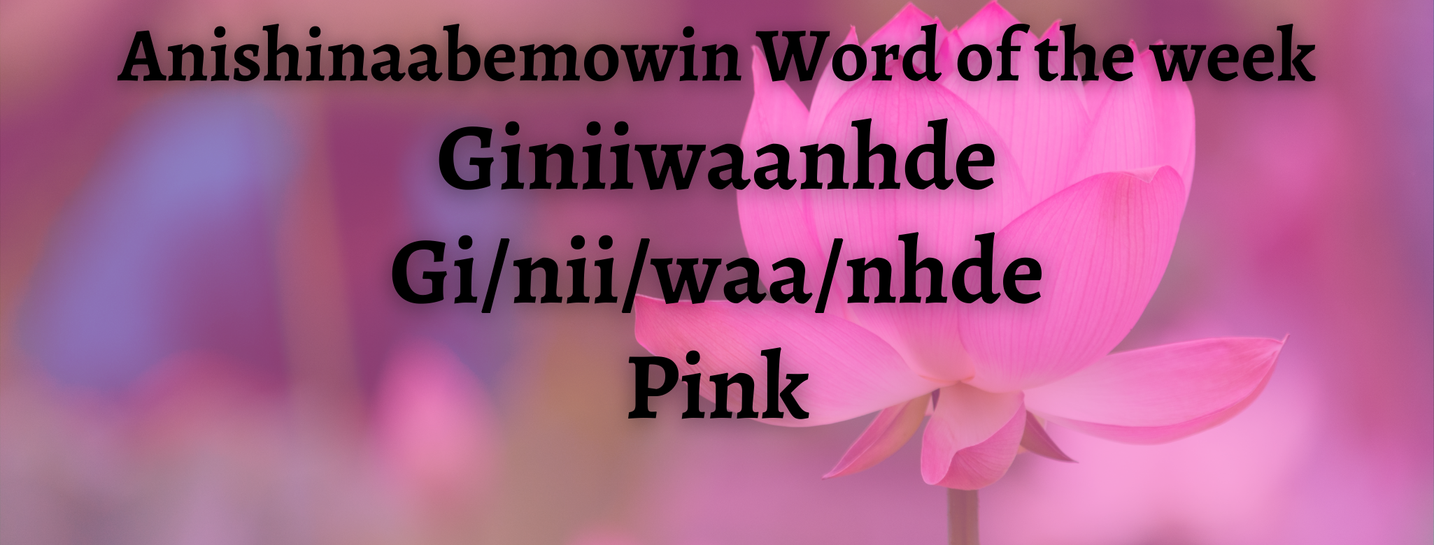 Anishinaabemowin Word of the week Giniiwaanhde Pink