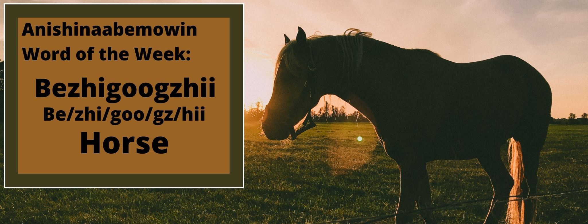Anishinaabemowin Word of the Week Bezhigoogzhii Horse