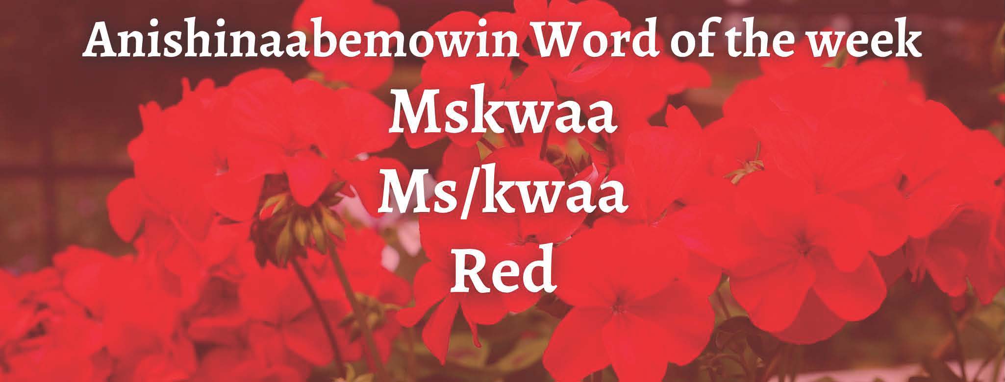 Anishinaabemowin Word of the week Mskwaa Red