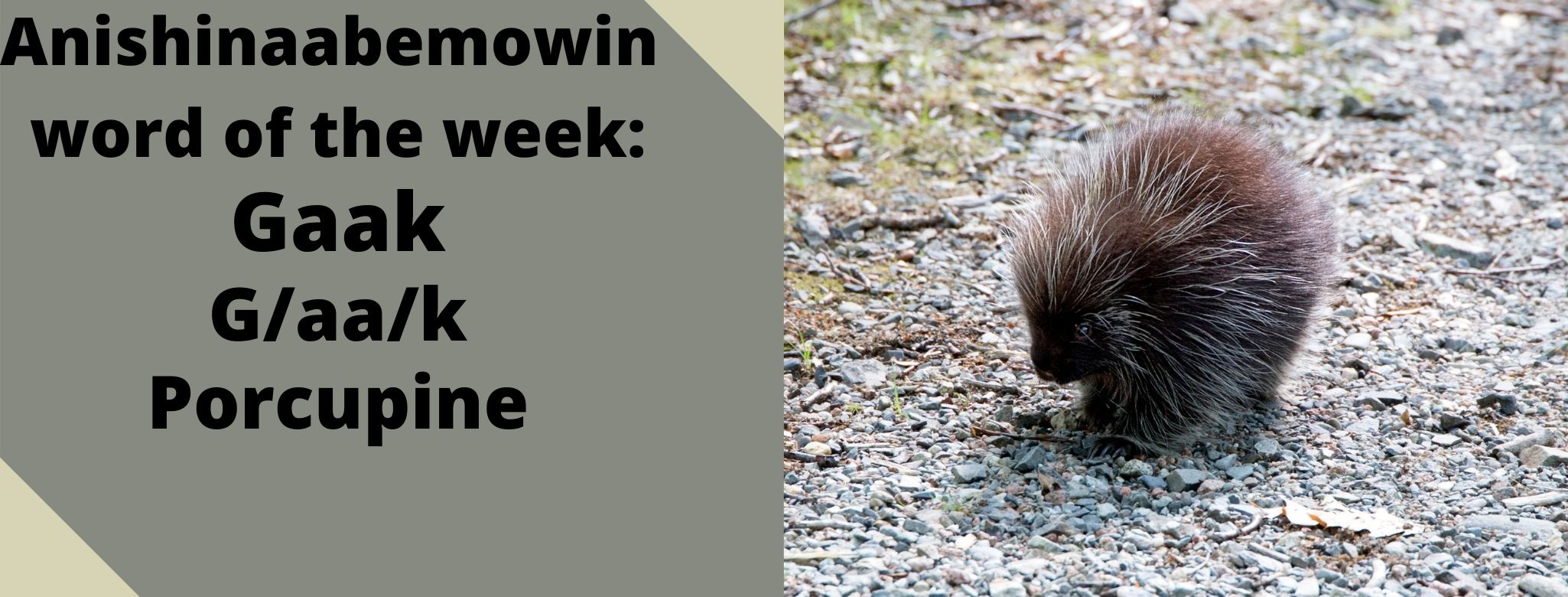 Anishinaabemowin word of the week Gaak Porcupine