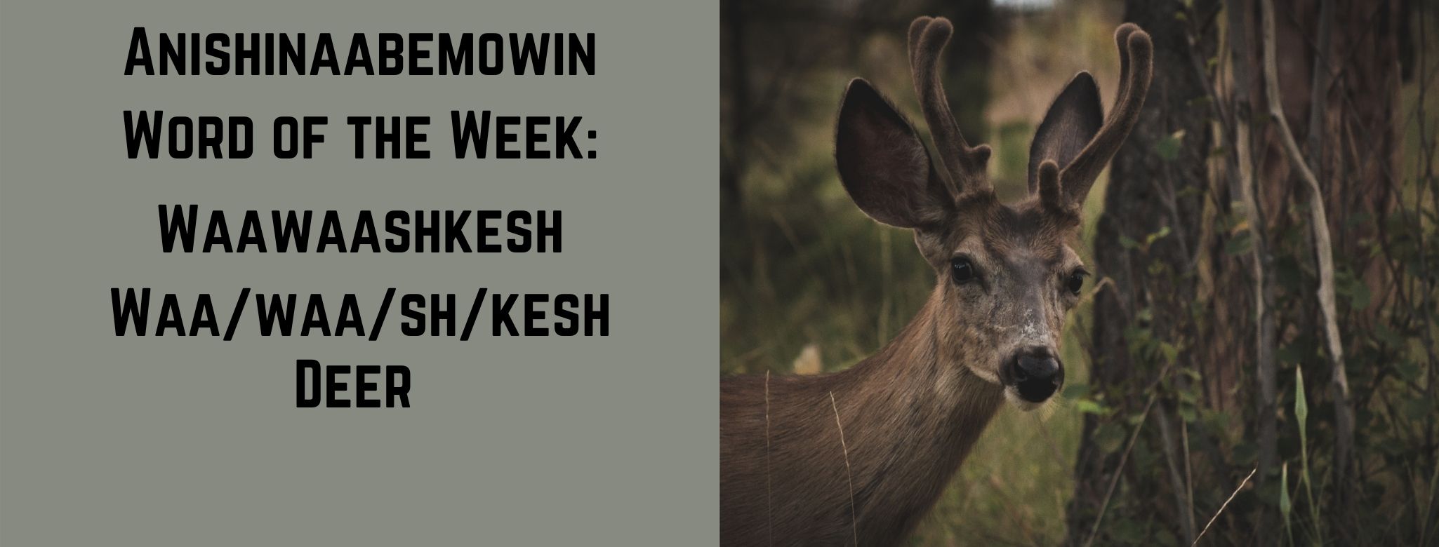 Anishinaabemowin word of the week Waawaashkesh Deer
